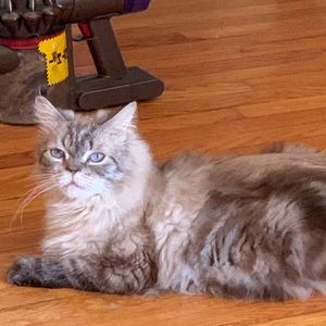 Meet your Posher, Zoey